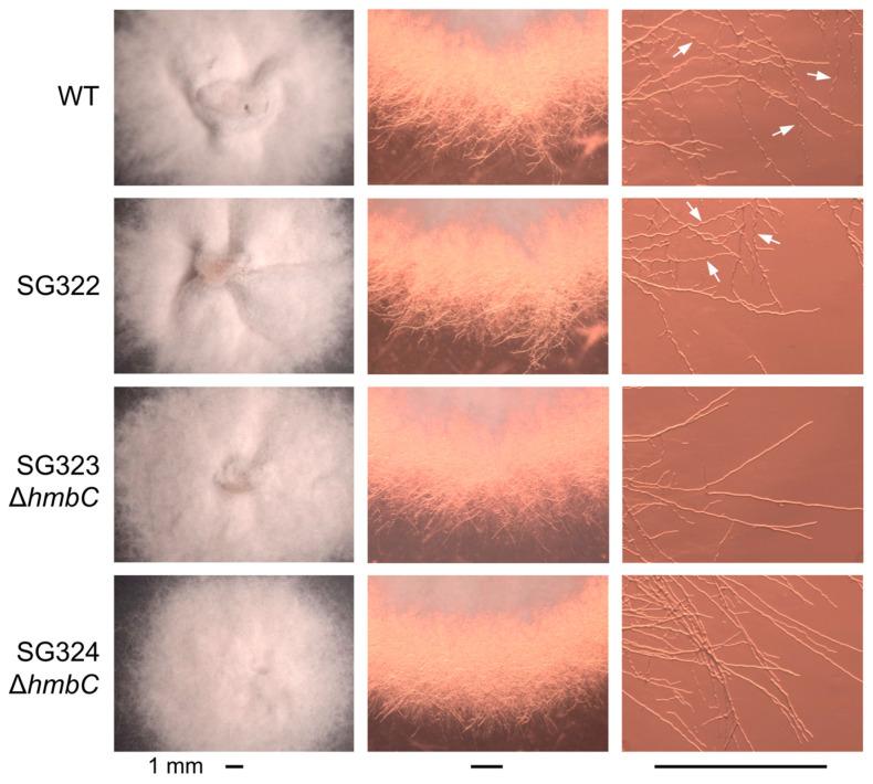 https://cdn.ncbi.nlm.nih.gov/pmc/blobs/d3e3/10454146/3542d3f6ea95/genes-14-01661-g005.jpg