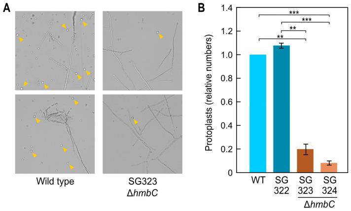 https://cdn.ncbi.nlm.nih.gov/pmc/blobs/d3e3/10454146/7675f86d7523/genes-14-01661-g004.jpg
