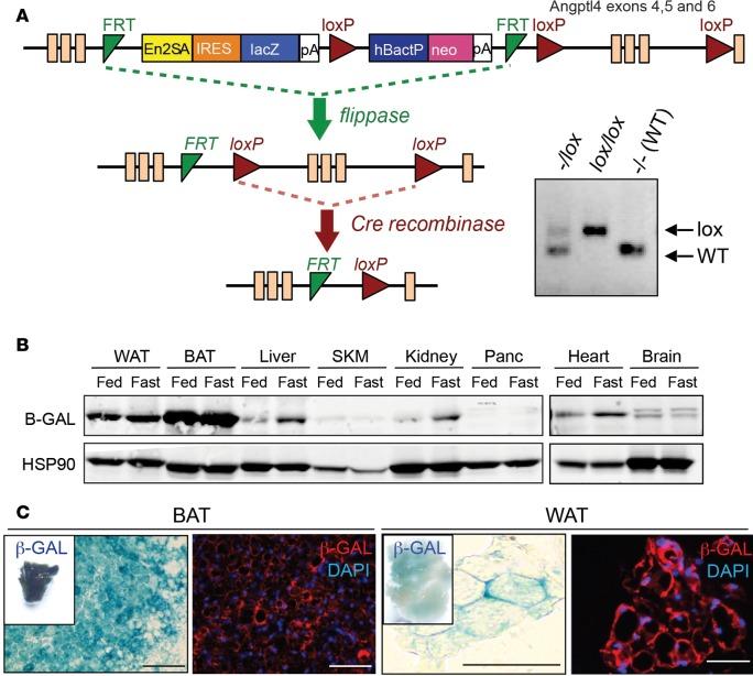 https://cdn.ncbi.nlm.nih.gov/pmc/blobs/d3e3/5926923/50356cfceb2d/jciinsight-3-97918-g001.jpg
