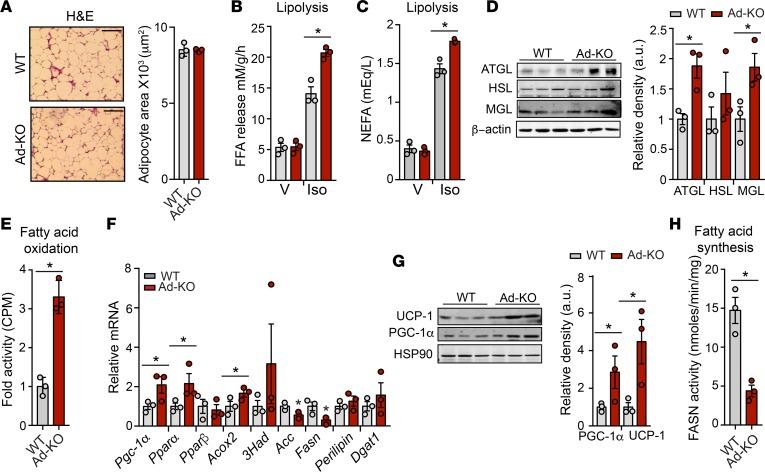 https://cdn.ncbi.nlm.nih.gov/pmc/blobs/d3e3/5926923/fa0a16d82cd6/jciinsight-3-97918-g004.jpg