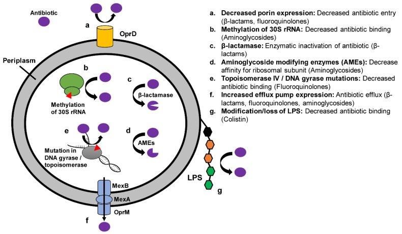 https://cdn.ncbi.nlm.nih.gov/pmc/blobs/d3e4/6628318/6745444c7c63/antibiotics-08-00037-g002.jpg