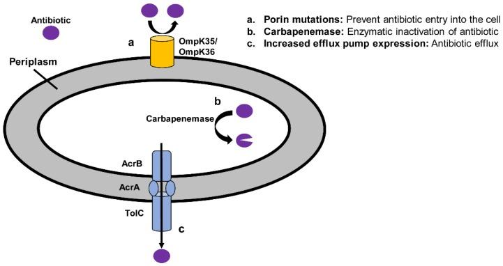 https://cdn.ncbi.nlm.nih.gov/pmc/blobs/d3e4/6628318/abf213050e0a/antibiotics-08-00037-g001.jpg