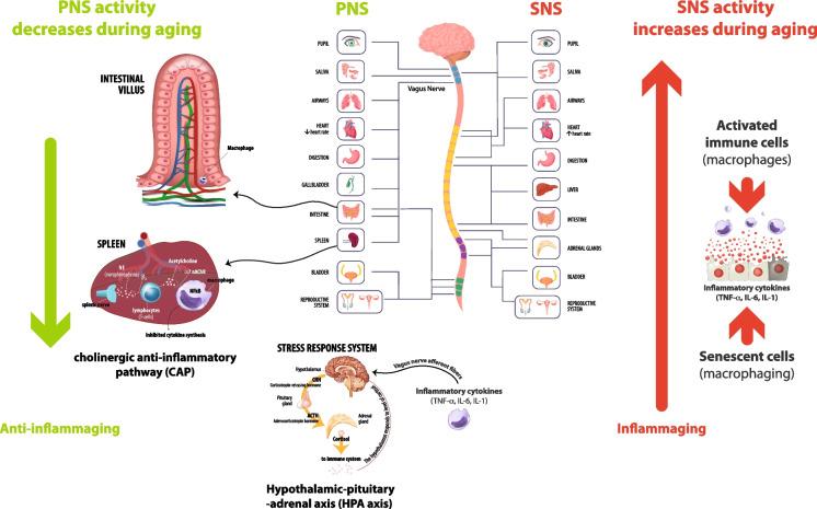 https://cdn.ncbi.nlm.nih.gov/pmc/blobs/d3e5/10828245/1755705788d2/11357_2023_947_Fig1_HTML.jpg