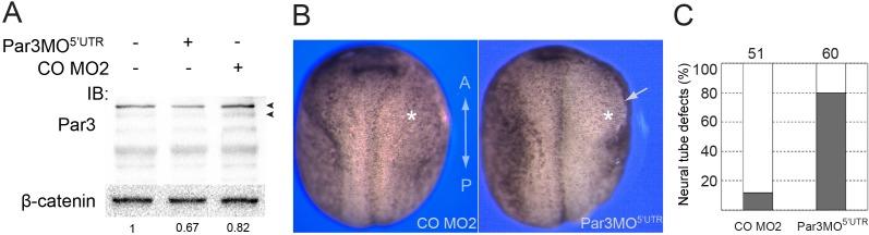 https://cdn.ncbi.nlm.nih.gov/pmc/blobs/d3e5/6175575/3d7eb48564b1/elife-37881-fig2-figsupp1.jpg