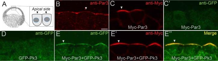 https://cdn.ncbi.nlm.nih.gov/pmc/blobs/d3e5/6175575/626864f41213/elife-37881-fig6.jpg
