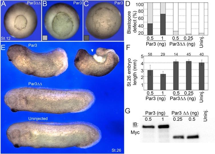 https://cdn.ncbi.nlm.nih.gov/pmc/blobs/d3e5/6175575/92e4c00060c7/elife-37881-fig5-figsupp3.jpg