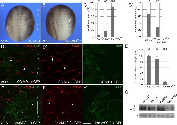 https://cdn.ncbi.nlm.nih.gov/pmc/blobs/d3e5/6175575/a56f3e08db71/elife-37881-fig2.jpg