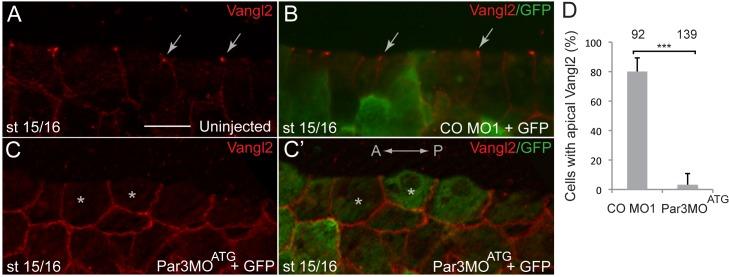 https://cdn.ncbi.nlm.nih.gov/pmc/blobs/d3e5/6175575/adaaad5150d6/elife-37881-fig2-figsupp2.jpg