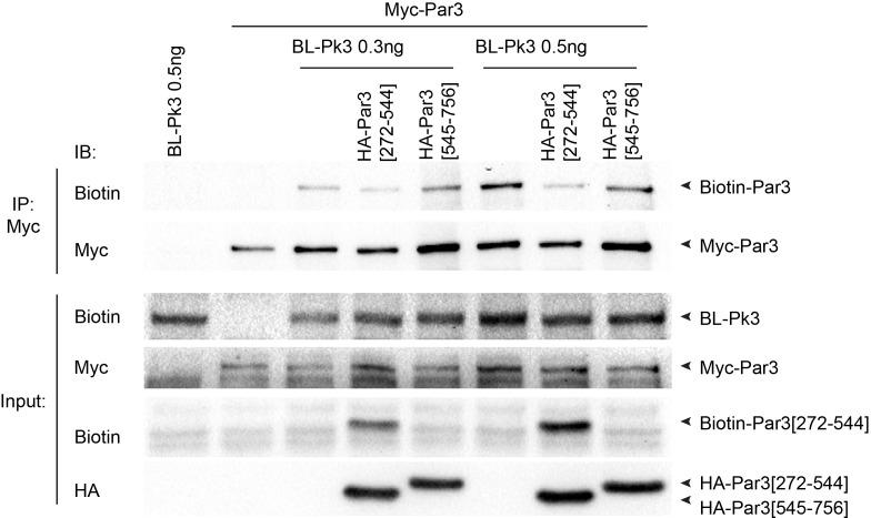https://cdn.ncbi.nlm.nih.gov/pmc/blobs/d3e5/6175575/cd9c61c6185c/elife-37881-fig5-figsupp1.jpg