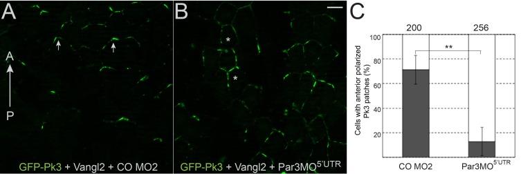 https://cdn.ncbi.nlm.nih.gov/pmc/blobs/d3e5/6175575/f0b8f9d411f4/elife-37881-fig7-figsupp2.jpg