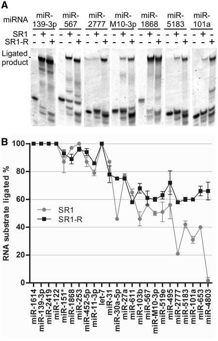 https://cdn.ncbi.nlm.nih.gov/pmc/blobs/d3eb/3326334/53a5220ea56c/gkr1263f8.jpg