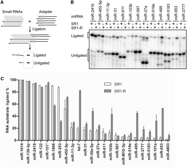 https://cdn.ncbi.nlm.nih.gov/pmc/blobs/d3eb/3326334/6e722170b288/gkr1263f9.jpg