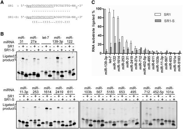 https://cdn.ncbi.nlm.nih.gov/pmc/blobs/d3eb/3326334/b53741c7c657/gkr1263f6.jpg
