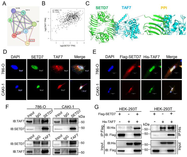 https://cdn.ncbi.nlm.nih.gov/pmc/blobs/d3ec/11186372/ffa9b92441ef/ijbsv20p3008g003.jpg