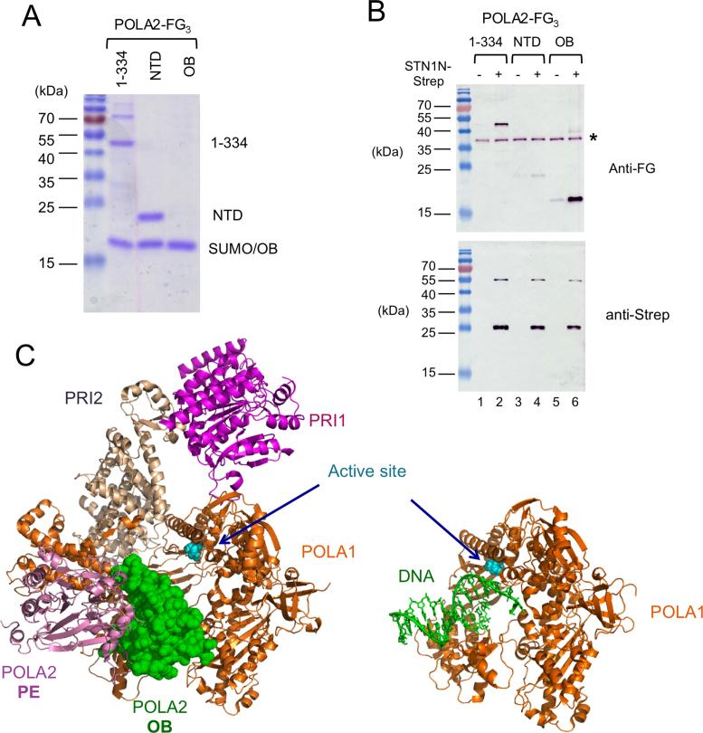 https://cdn.ncbi.nlm.nih.gov/pmc/blobs/d3f3/5766158/47ac6afcc698/gkx621fig6.jpg