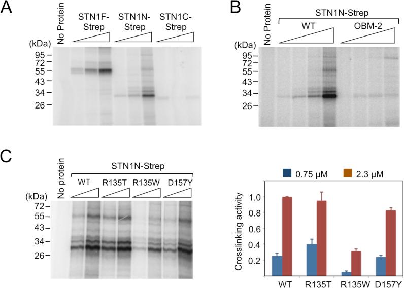 https://cdn.ncbi.nlm.nih.gov/pmc/blobs/d3f3/5766158/6f3d59d73cb0/gkx621fig5.jpg