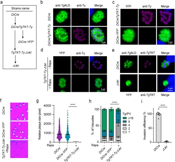 https://cdn.ncbi.nlm.nih.gov/pmc/blobs/d3f7/11001932/4a4788a6a0f6/41467_2024_47097_Fig4_HTML.jpg