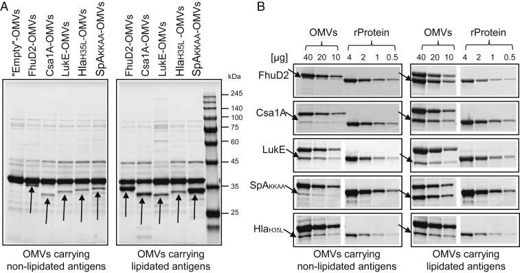 https://cdn.ncbi.nlm.nih.gov/pmc/blobs/d3f7/6815149/a43637c9b385/pnas.1905112116fig01.jpg