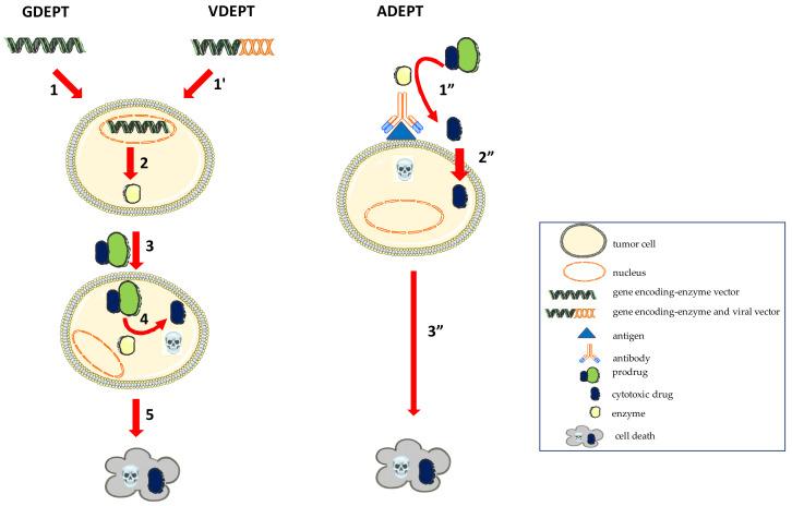 https://cdn.ncbi.nlm.nih.gov/pmc/blobs/d3f9/8512881/5cd658a3ee81/molecules-26-05976-g001.jpg