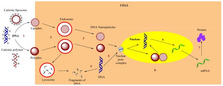 https://cdn.ncbi.nlm.nih.gov/pmc/blobs/d3f9/8512881/ac206caf09c7/molecules-26-05976-g004.jpg