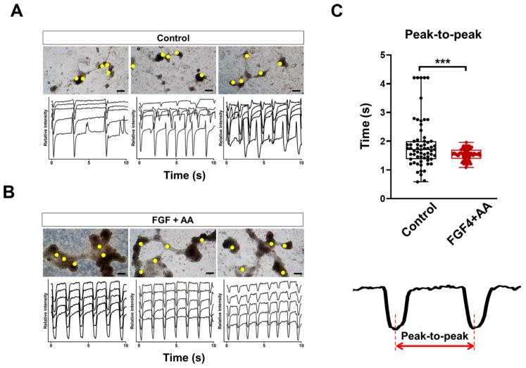 https://cdn.ncbi.nlm.nih.gov/pmc/blobs/d3fb/8534799/2bc4f53feb19/cells-10-02741-g002.jpg