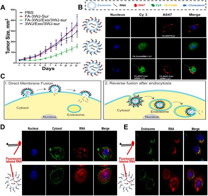 https://cdn.ncbi.nlm.nih.gov/pmc/blobs/d3fe/10149909/cca41ca95507/gr7.jpg
