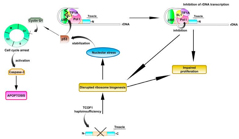 https://cdn.ncbi.nlm.nih.gov/pmc/blobs/d3fe/7957619/2787f8bb01d0/ijms-22-02482-g005.jpg