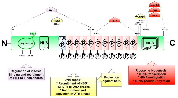 https://cdn.ncbi.nlm.nih.gov/pmc/blobs/d3fe/7957619/cd46bd16e84a/ijms-22-02482-g007.jpg