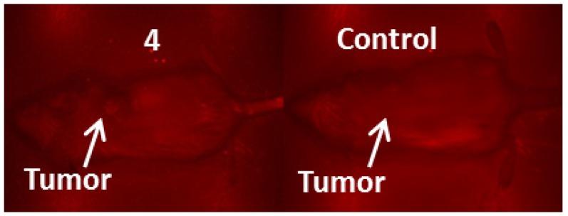 https://cdn.ncbi.nlm.nih.gov/pmc/blobs/d3ff/3767116/f5cfffa8d856/thnov03p0692g08.jpg