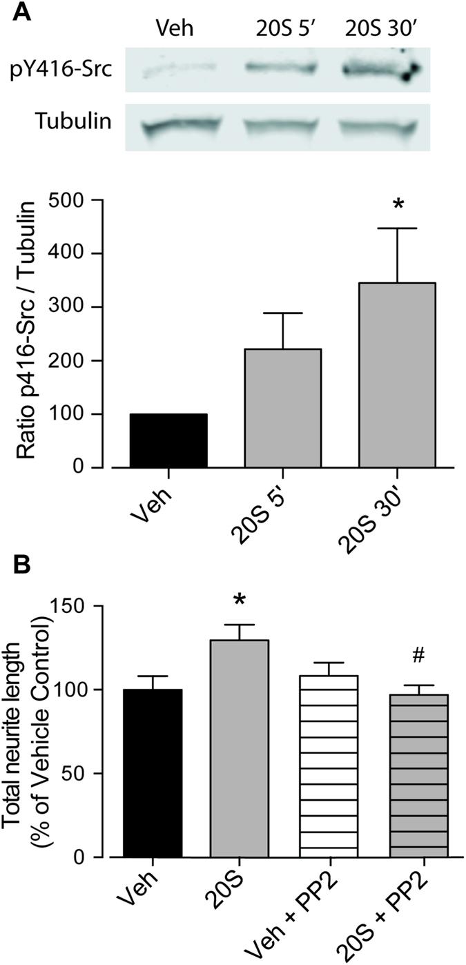 https://cdn.ncbi.nlm.nih.gov/pmc/blobs/d403/4763245/f9698137f6ef/srep21896-f4.jpg