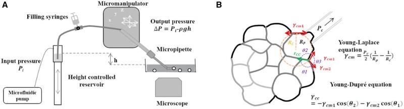 https://cdn.ncbi.nlm.nih.gov/pmc/blobs/d40a/12057814/1705f1c84964/rbaf007f9.jpg