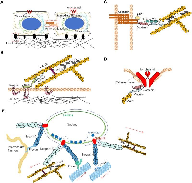 https://cdn.ncbi.nlm.nih.gov/pmc/blobs/d40a/12057814/6ab6879fb821/rbaf007f1.jpg