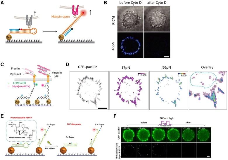 https://cdn.ncbi.nlm.nih.gov/pmc/blobs/d40a/12057814/d088ca9e1719/rbaf007f13.jpg