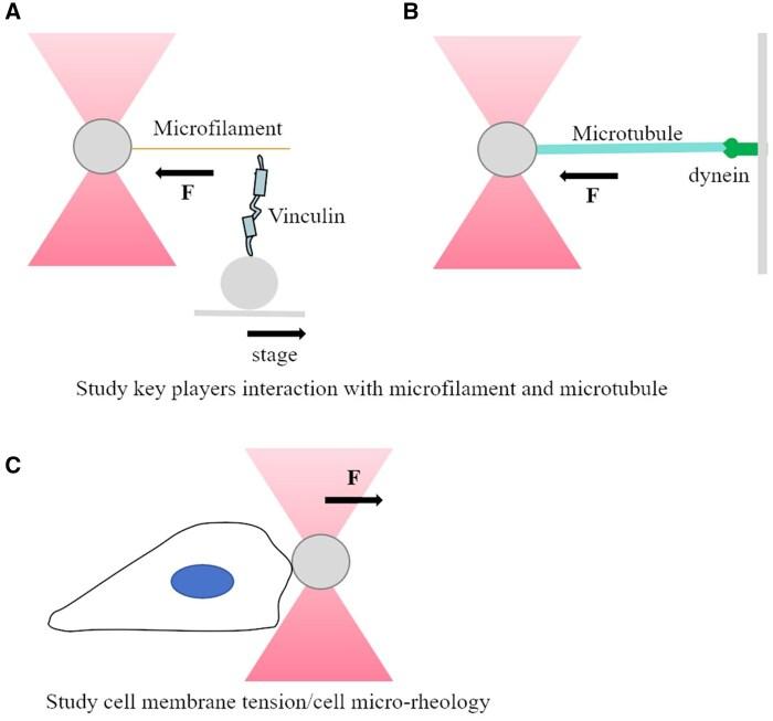 https://cdn.ncbi.nlm.nih.gov/pmc/blobs/d40a/12057814/d22433e211e0/rbaf007f6.jpg