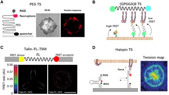 https://cdn.ncbi.nlm.nih.gov/pmc/blobs/d40a/12057814/e4e56d2a240e/rbaf007f11.jpg