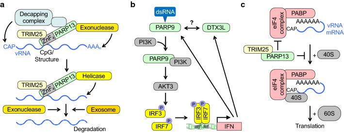 https://cdn.ncbi.nlm.nih.gov/pmc/blobs/d40e/11072646/8f9ecbcda96e/18_2022_4290_Fig2_HTML.jpg