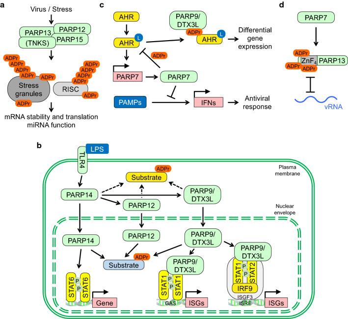 https://cdn.ncbi.nlm.nih.gov/pmc/blobs/d40e/11072646/e8e1794f862a/18_2022_4290_Fig3_HTML.jpg
