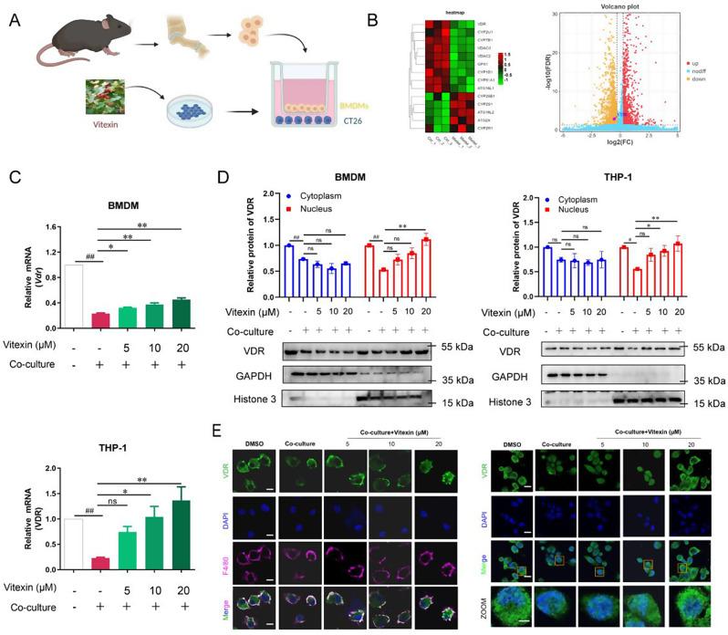 https://cdn.ncbi.nlm.nih.gov/pmc/blobs/d40e/11395219/1acb14dda6ad/12943_2024_2108_Fig4_HTML.jpg