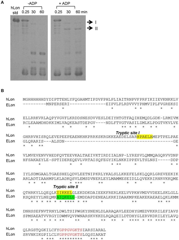 https://cdn.ncbi.nlm.nih.gov/pmc/blobs/d40e/5504276/bc5b5fb10abc/fmolb-04-00047-g0004.jpg