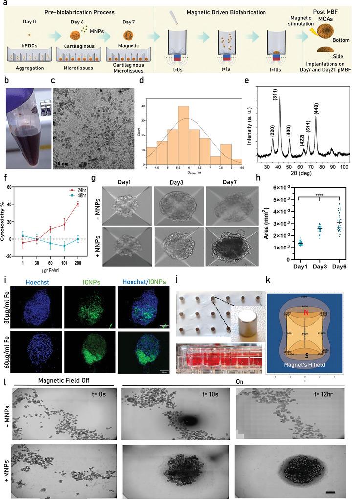 https://cdn.ncbi.nlm.nih.gov/pmc/blobs/d418/12005758/70b0d9287805/ADVS-12-2413680-g006.jpg