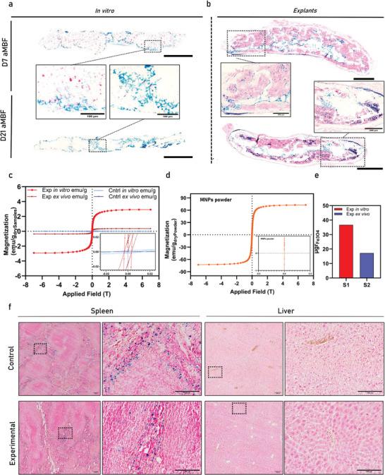 https://cdn.ncbi.nlm.nih.gov/pmc/blobs/d418/12005758/9fd3577a72ca/ADVS-12-2413680-g007.jpg
