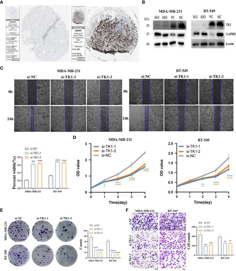 https://cdn.ncbi.nlm.nih.gov/pmc/blobs/d419/10521732/16e78bc0446b/fimmu-14-1263537-g010.jpg