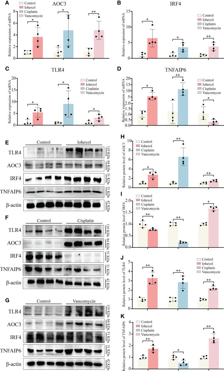 https://cdn.ncbi.nlm.nih.gov/pmc/blobs/d41a/10090697/7d2c2e492d8f/fimmu-14-1126348-g007.jpg