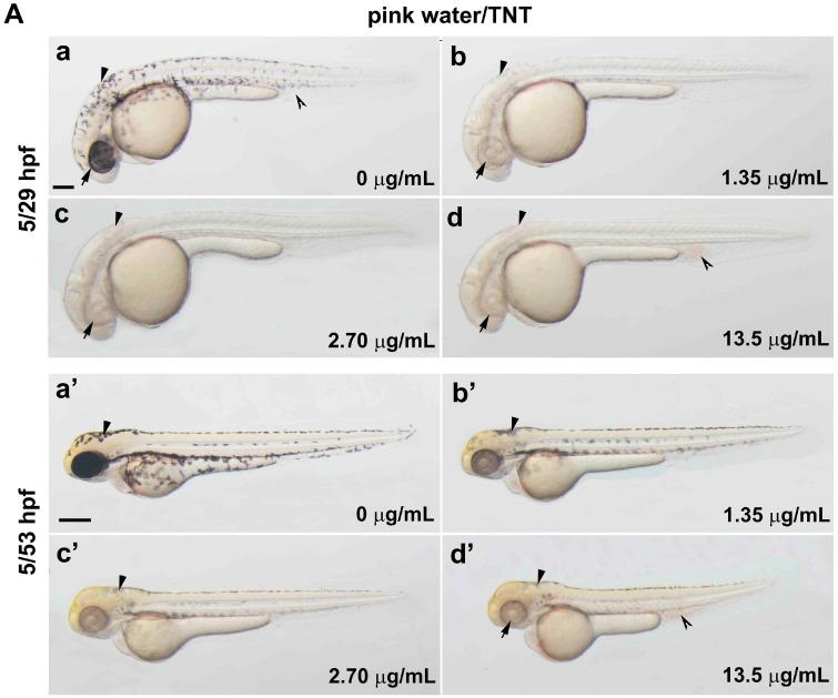 https://cdn.ncbi.nlm.nih.gov/pmc/blobs/d41a/5133921/753f57a7f76c/ijms-17-01925-g001a.jpg