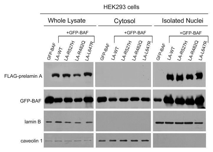 https://cdn.ncbi.nlm.nih.gov/pmc/blobs/d420/3478308/3bc556ac4fcd/cc-11-3568-g3.jpg