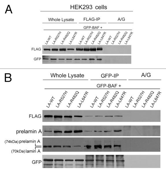 https://cdn.ncbi.nlm.nih.gov/pmc/blobs/d420/3478308/8355618db16f/cc-11-3568-g4.jpg