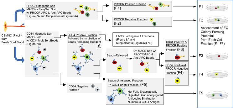 https://cdn.ncbi.nlm.nih.gov/pmc/blobs/d421/10077473/cbe9c4548148/jciinsight-8-164781-g218.jpg