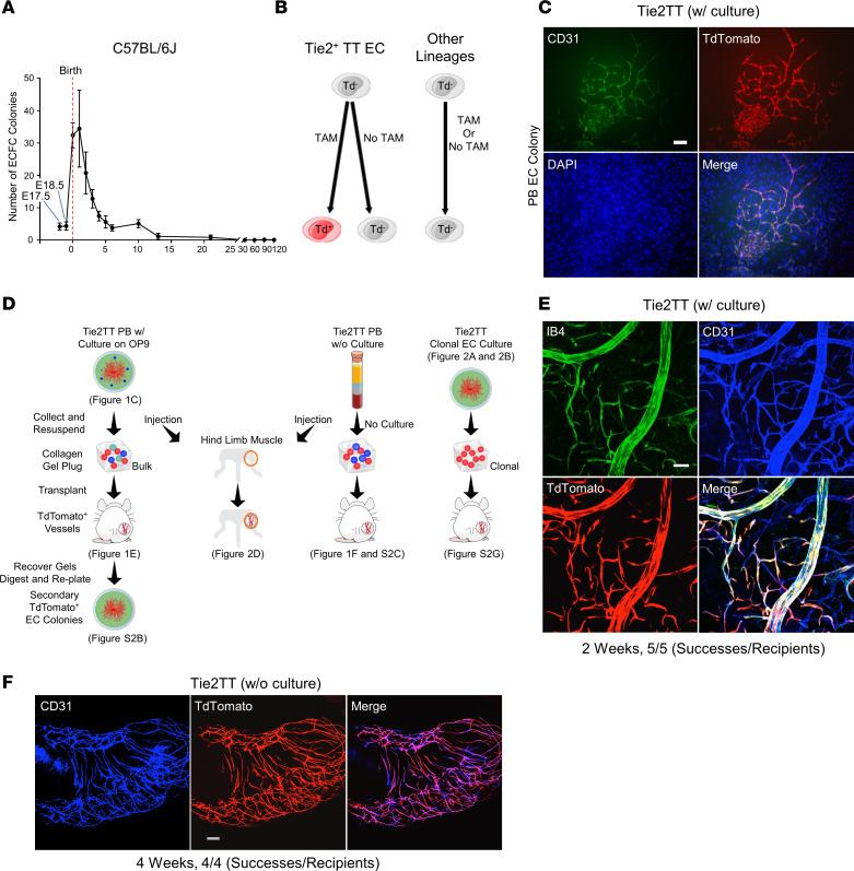 https://cdn.ncbi.nlm.nih.gov/pmc/blobs/d421/10077473/f0077fe5f343/jciinsight-8-164781-g213.jpg