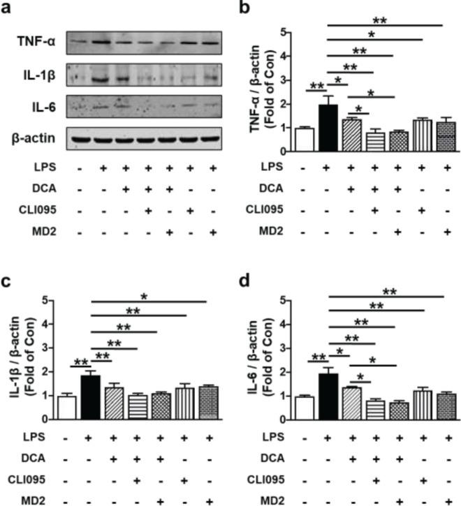 https://cdn.ncbi.nlm.nih.gov/pmc/blobs/d425/10722477/84eb1a7ca655/IJBMS-27-16-g006.jpg