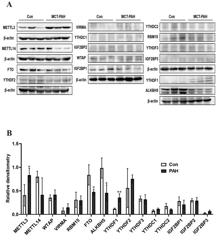 https://cdn.ncbi.nlm.nih.gov/pmc/blobs/d425/8351682/5fbd7c8ade41/aging-13-203230-g005.jpg
